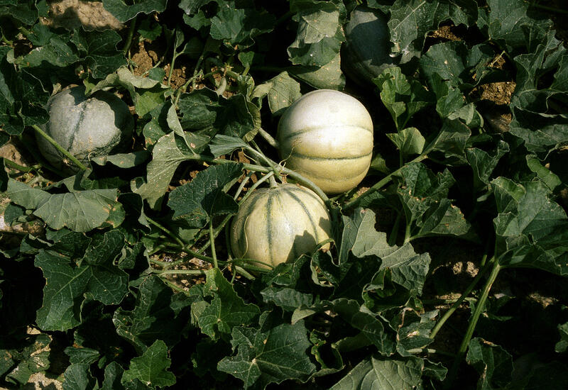 Melon Des surfaces de melons français globalement stables Réussir